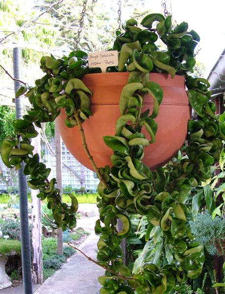 wax plant